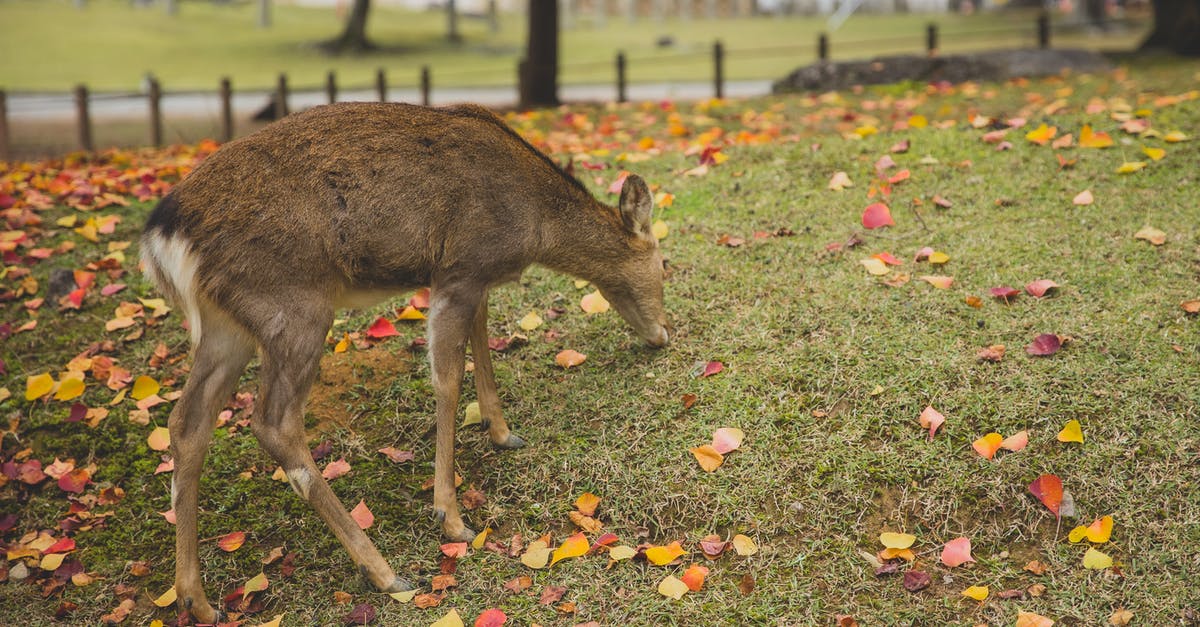 Where are my Feed The Beast files stored? - Side view of furry sika deer herbivore animal eating dry grass in autumn park