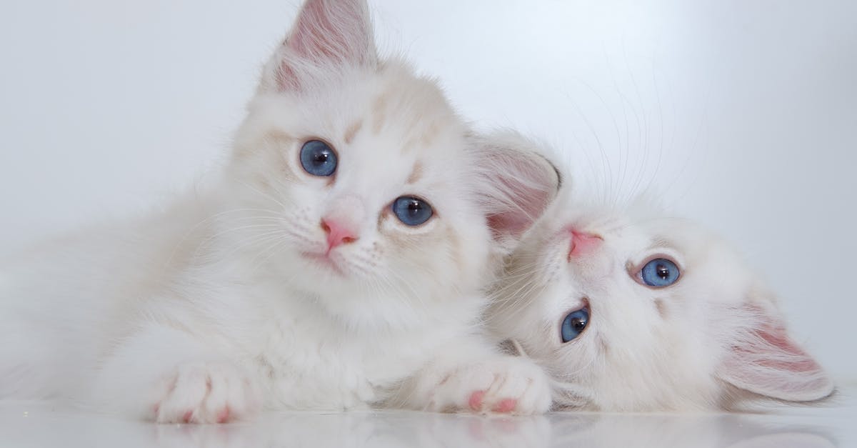 Where are the harpies in the Sackful of Fluff Quest? - Cute white fluffy kitties with blue eyes lying on reflective surface together and looking at camera Where are the harpies in the Sackful of Fluff Quest? - Cute white fluffy kitties with blue eyes lying on reflective surface together and looking at camera