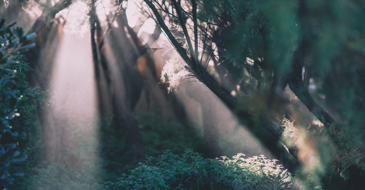 Where are the magic bushes? [duplicate] - Summer forest with green bushes and sun rays