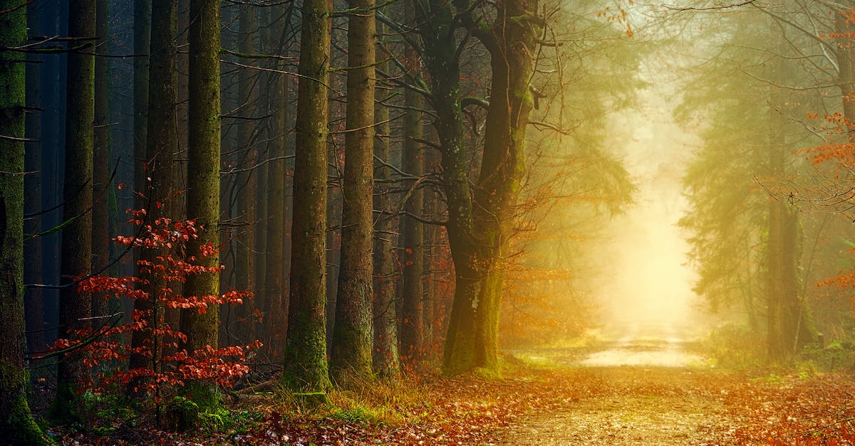Where are the magic bushes? [duplicate] - Spectacular view of pathway in soundless woodland with trees and blooming shrubs illuminated by bright sun during sunrise in morning