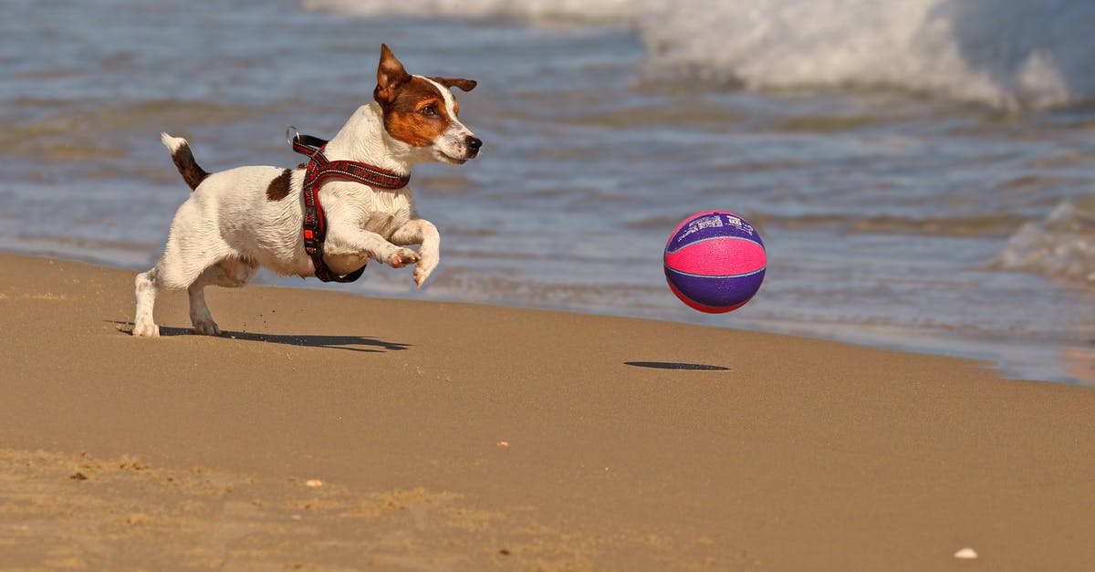 Where are the save game of Temple Run 2 Blazing Sands located? - Cute purebred dog playing with ball on sandy beach