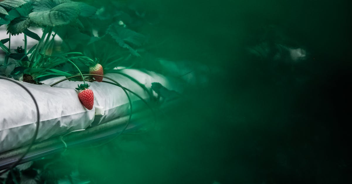 Where are the spring berries? - Red Strawberry Plants Ink Pot