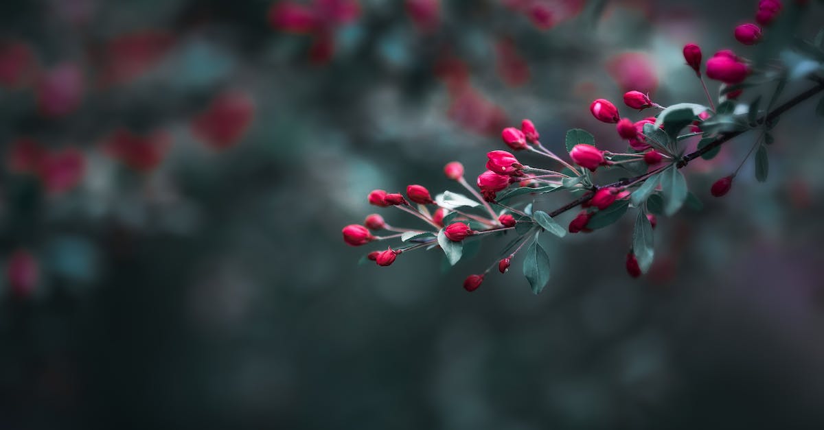 Where are the spring berries? - Gentle small red unripe berries growing on twigs of green tree in lush forest