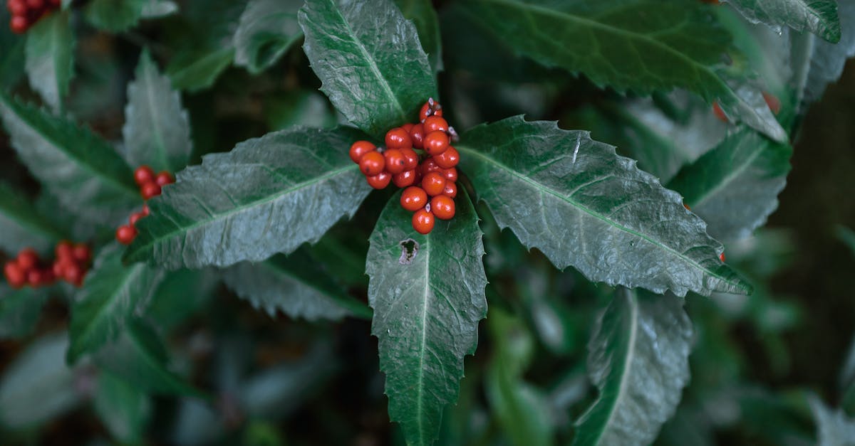 Where are the spring berries? - Bunch of red wild berries growing on green bush