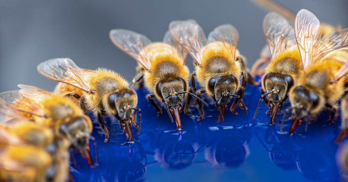 Where can I farm Aqua Pearls? - From above of fluffy Apis mellifera bees drinking pure water from feeder on sunny day in farm Where can I farm Aqua Pearls? - From above of fluffy Apis mellifera bees drinking pure water from feeder on sunny day in farm