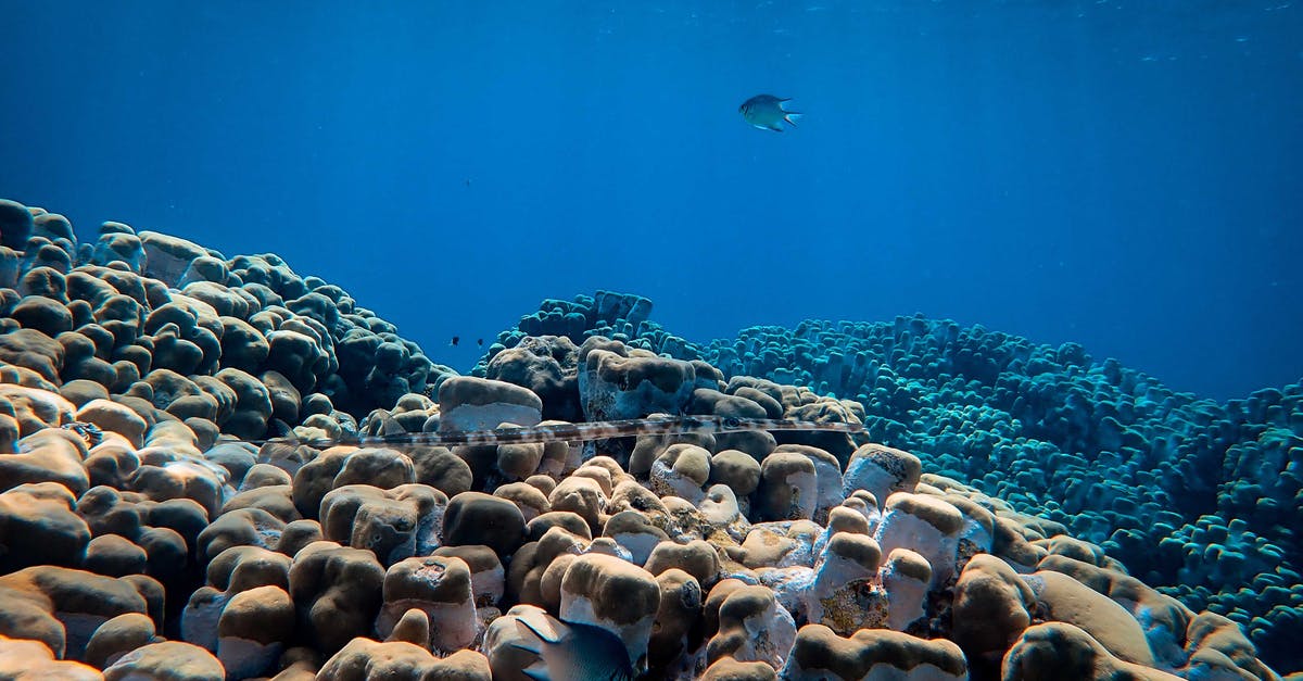 Where can I find a large number of fish? - Sea fish swimming above large rocks and corals placed under blue sea water
