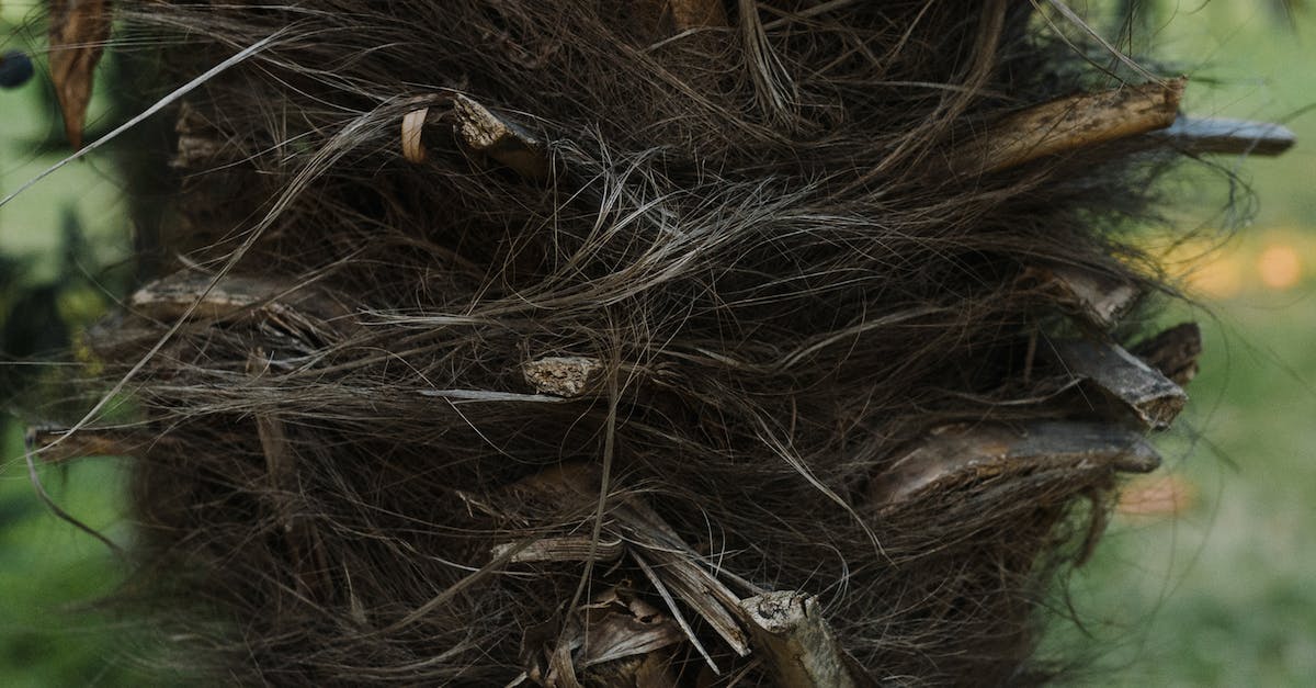 Where can I get the Wild Wasteland gauss rifle? - Brown and Green Grass on Brown Soil Where can I get the Wild Wasteland gauss rifle? - Brown and Green Grass on Brown Soil