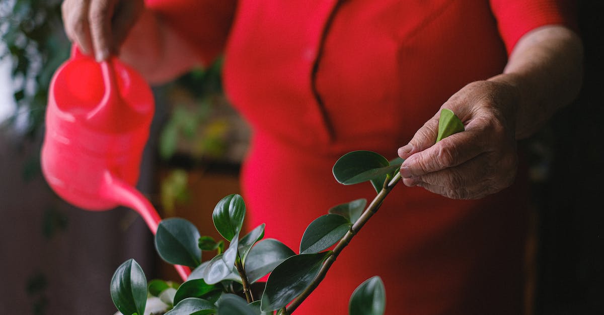 Where can I see red tubes instead of green ones in Flappy Bird? - Unrecognizable female with red watering can taking care of potted plant with green leaves during household on blurred background in room