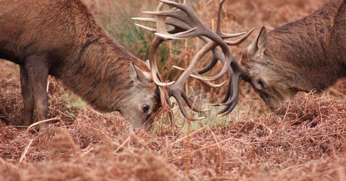 Where does Demise expect me to fight him? - Brown Deer Eating Grass Where does Demise expect me to fight him? - Brown Deer Eating Grass