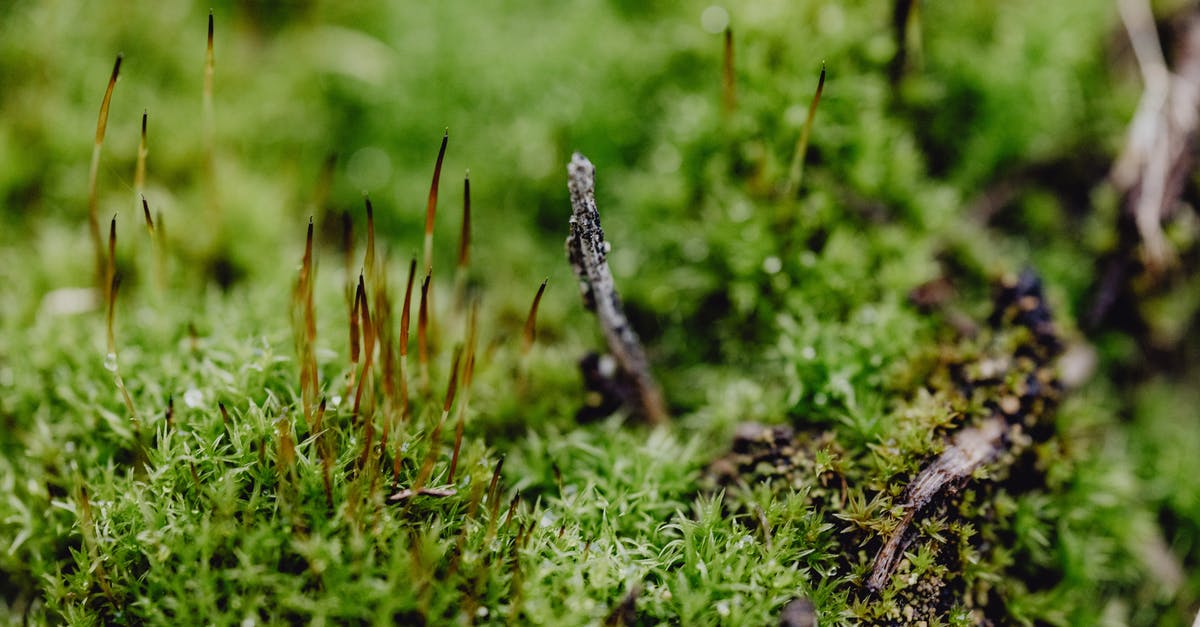 Where has the ground gone? [duplicate] - Green Grass With Water Droplets