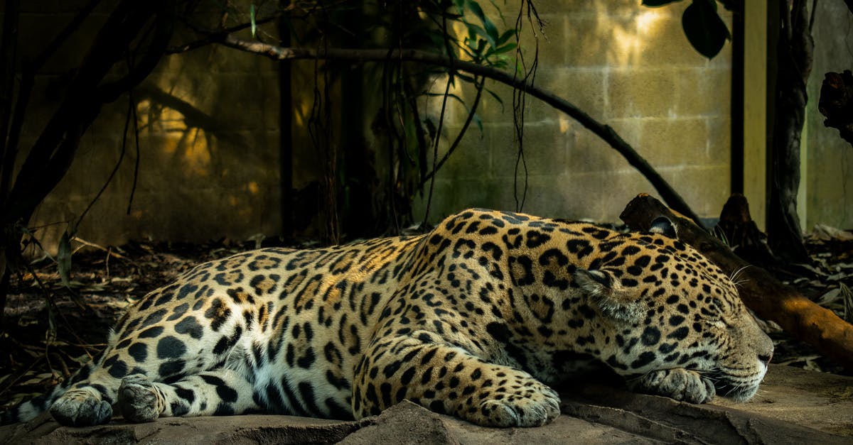 Where in Elite Dangerous are the Bookmarks stored? - Leopard Lying on Brown Rock Where in Elite Dangerous are the Bookmarks stored? - Leopard Lying on Brown Rock