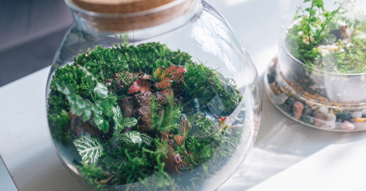 Where is my minecraft jar file - Free stock photo of alternative, bowl, cannabis