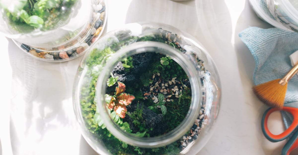 Where is my minecraft jar file - Green Plant in White Round Ceramic Pot
