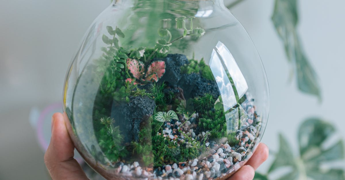 Where is my minecraft jar file - Green and Brown Plant in Clear Glass Jar