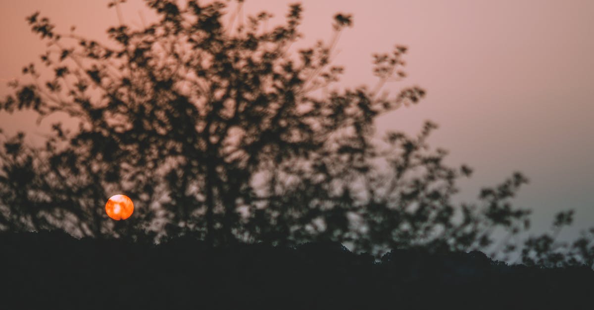 Where is Nobutsuna Kamiizumi and Alternis Dim in Chapter 5 - Sun shining through tree in evening