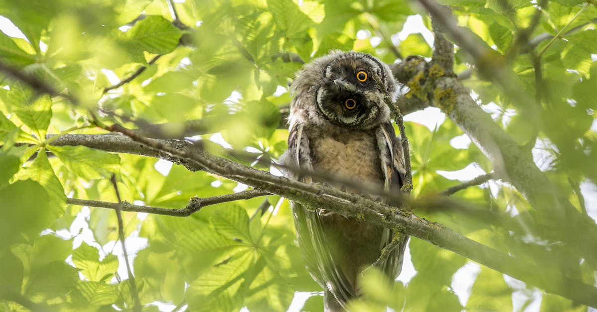 Where is Persoq's forest for "The Long Hunt"? - Brown Owl on Tree Branch
