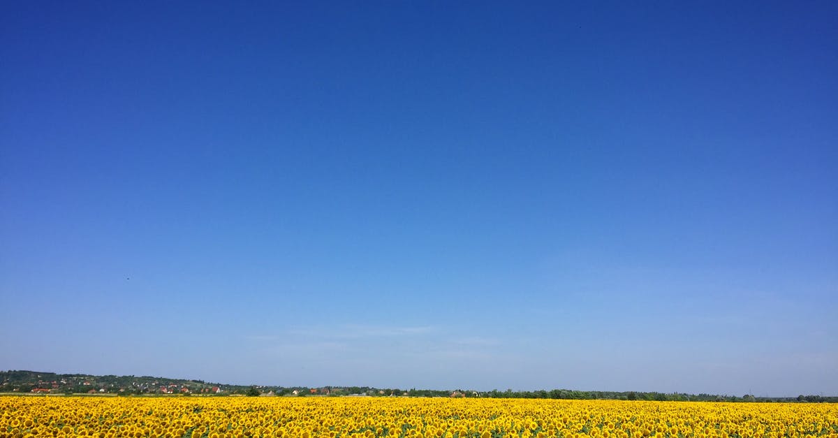 Where is the best place to farm each of the rarer materials? - Sunflower Garden Under Blue Sky