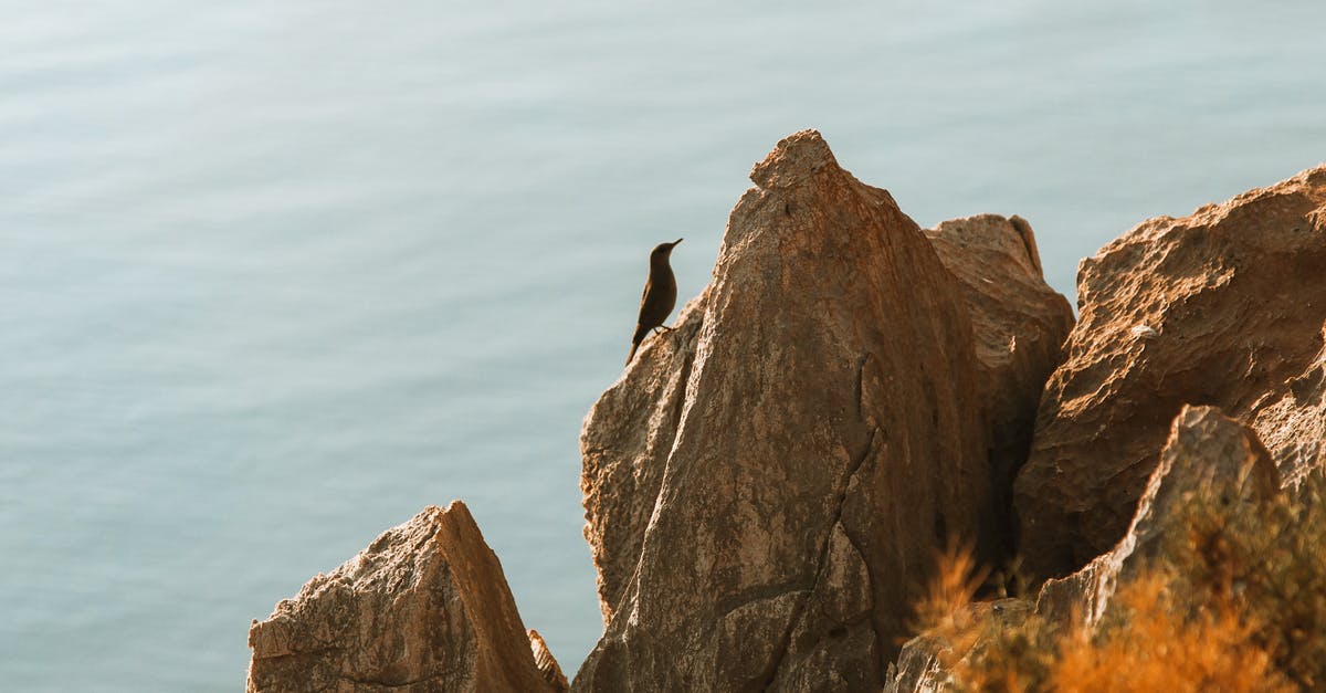 Where is the carrier bird in the Soviet Installation? - Bird on Rock Where is the carrier bird in the Soviet Installation? - Bird on Rock