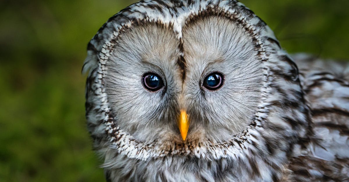 Where is the carrier bird in the Soviet Installation? - White and Black Owl in Close Up Photography Where is the carrier bird in the Soviet Installation? - White and Black Owl in Close Up Photography
