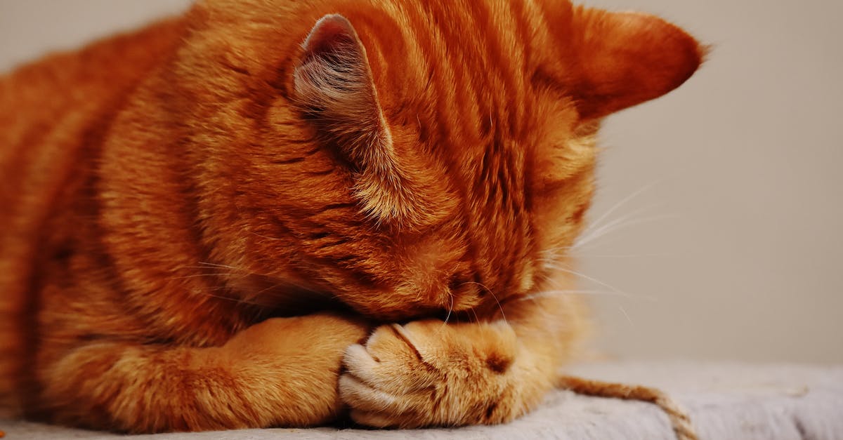 Where is the Cheshire Cat hiding? - Orange Tabby Cat hiding its Face Where is the Cheshire Cat hiding? - Orange Tabby Cat hiding its Face
