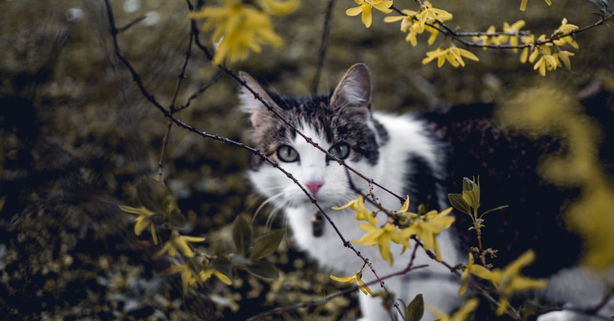 Where is the Cheshire Cat hiding? - White and Black Cat Where is the Cheshire Cat hiding? - White and Black Cat
