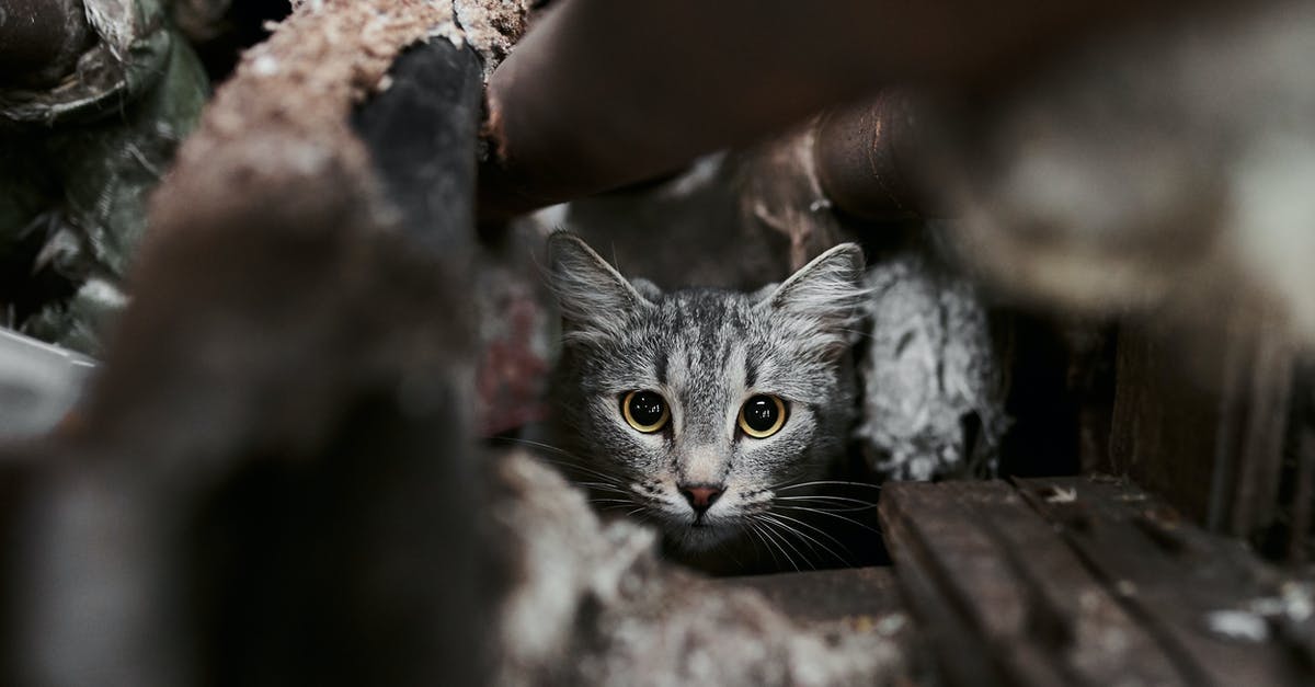 Where is the Cheshire Cat hiding? - A Tabby Kitten Hiding Where is the Cheshire Cat hiding? - A Tabby Kitten Hiding