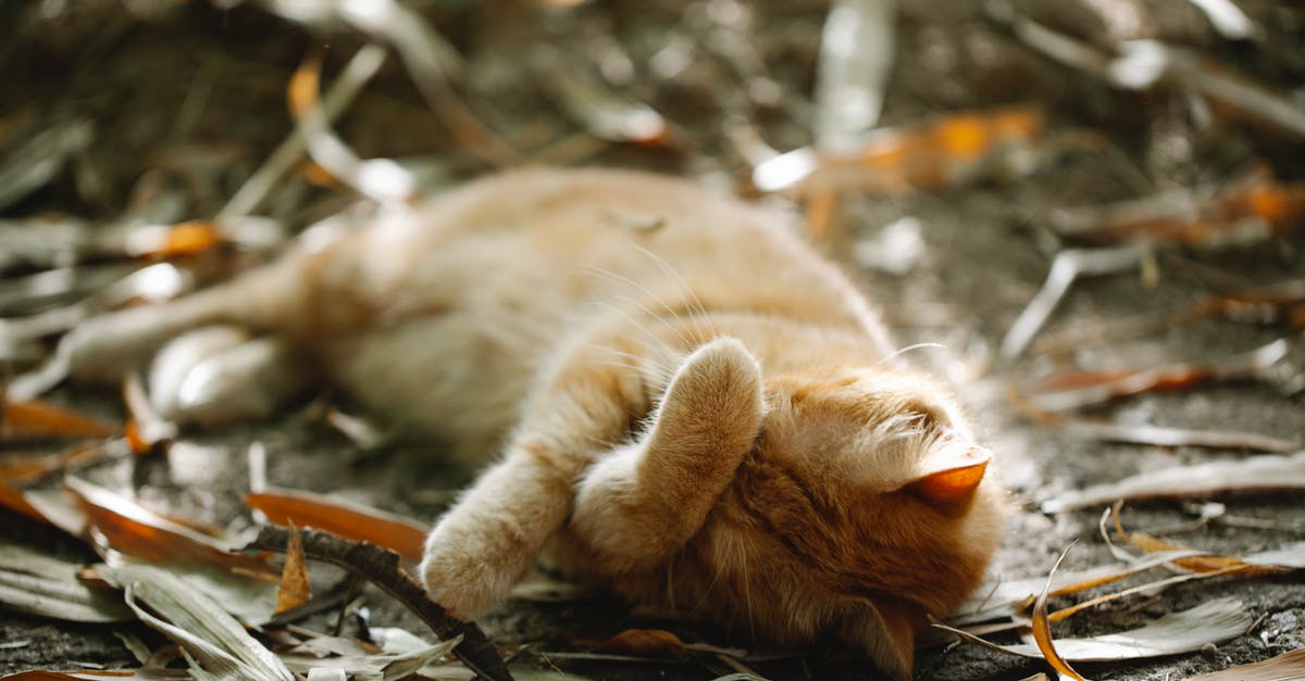 Where is the Cheshire Cat hiding? - Ginger cat sleeping on ground in autumn Where is the Cheshire Cat hiding? - Ginger cat sleeping on ground in autumn