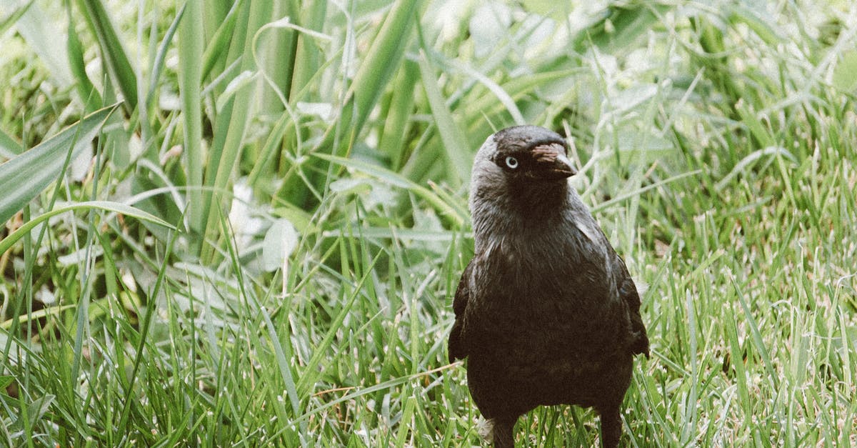 Where is the crow - Black Bird on Green Grass