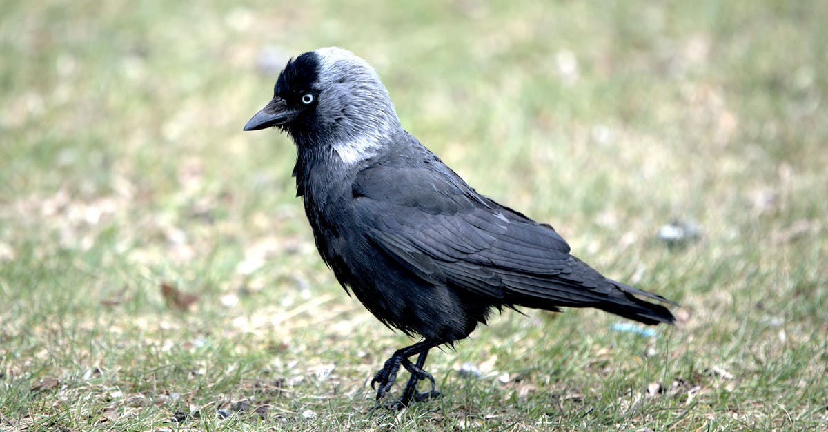 Where is the crow - Black Bird on Green Grass