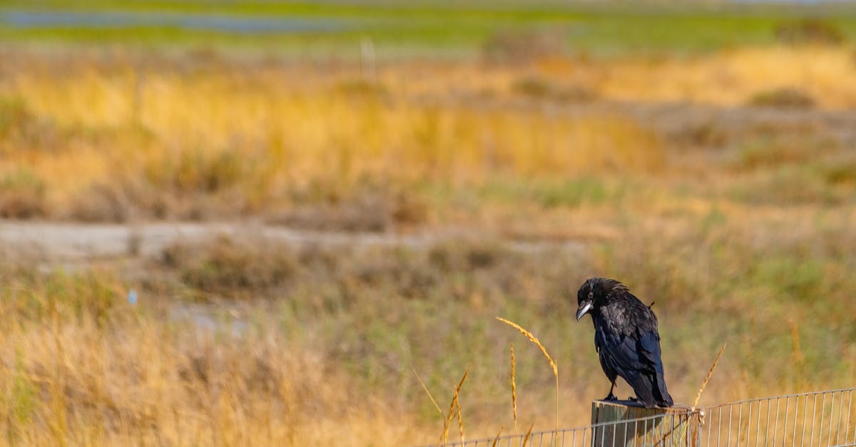 Where is the crow - 