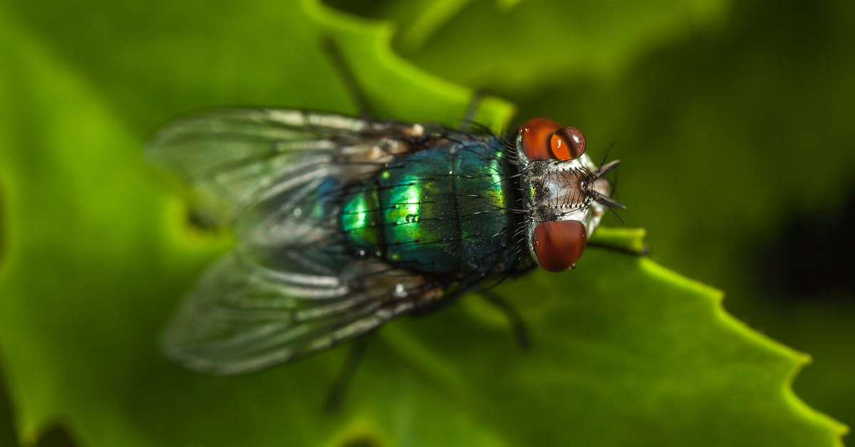 Where is the cyclops eye? I killed the cyclops but he didn't drop anything - Macro Photography of Green Fly