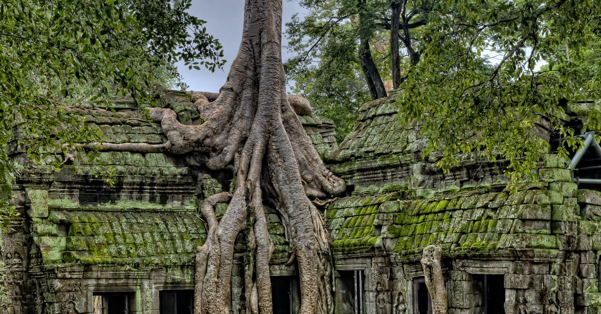 Where is the jungle temple? - Building With Tree