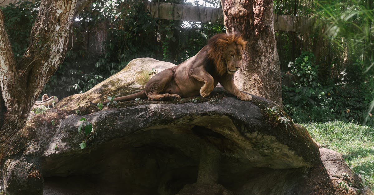 Where is the jungle temple? - Lion Lying on Brown Rock