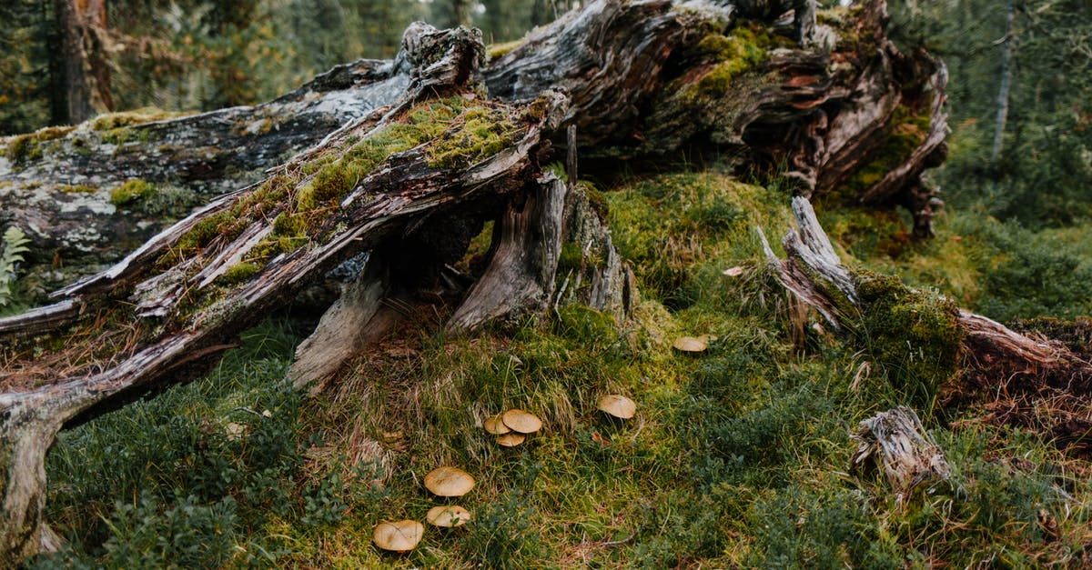 Where is the Putrid Grove? - Damaged old tree covered with moss near green herb and mushrooms in forest in summer Where is the Putrid Grove? - Damaged old tree covered with moss near green herb and mushrooms in forest in summer