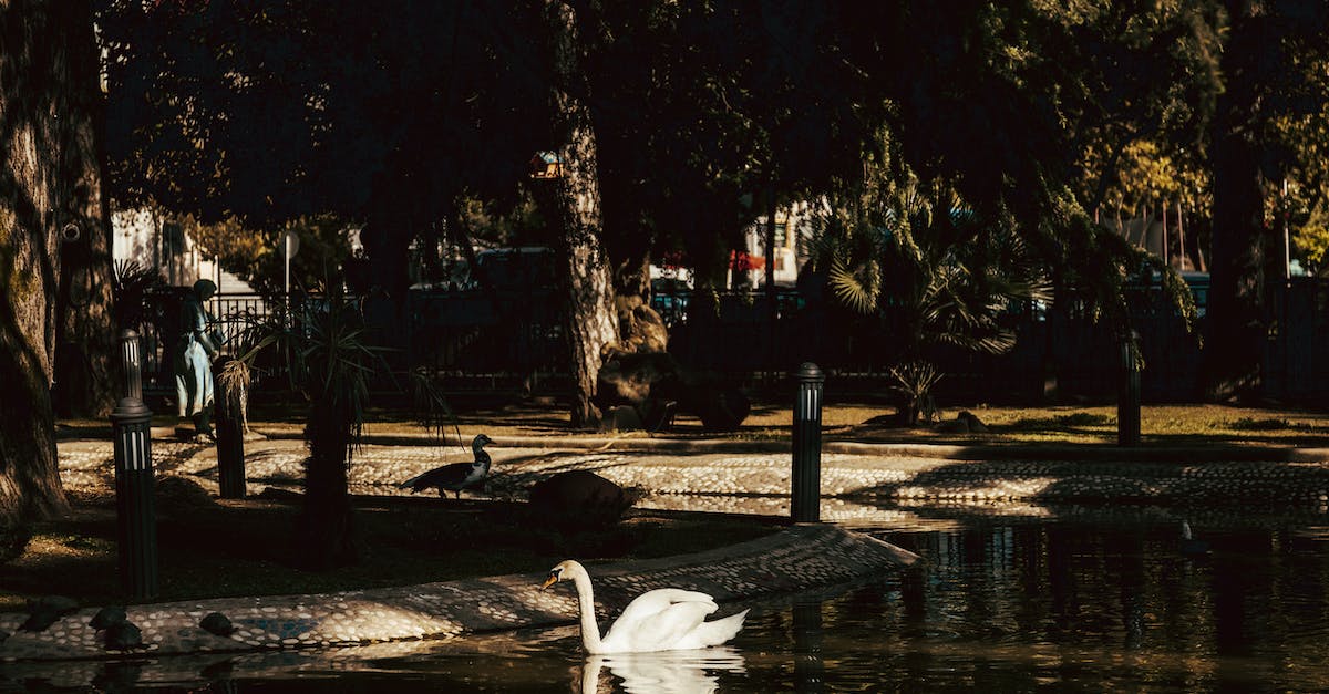 Where is the shadow trinket? - White Swan on Water