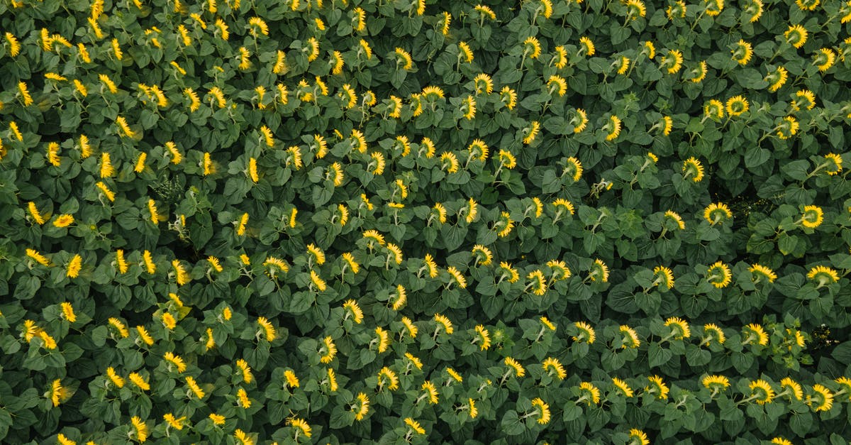 Where should I farm enemies in Snowdin? - Free stock photo of abundance, aerial view, agriculture Where should I farm enemies in Snowdin? - Free stock photo of abundance, aerial view, agriculture