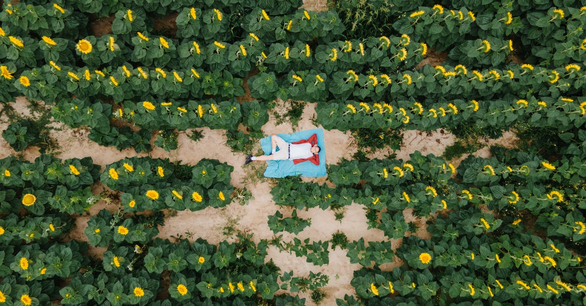 Where should I farm enemies in Snowdin? - Free stock photo of abundance, aerial view, agriculture Where should I farm enemies in Snowdin? - Free stock photo of abundance, aerial view, agriculture