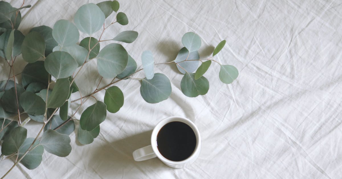 Where should I use my Fragrant Branch of Yore? - Flat Lay Photography of White Mug Beside Green Leafed Plants