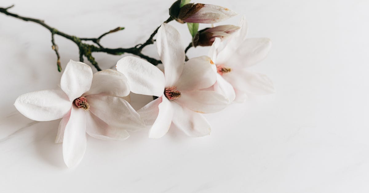 Where should I use my Fragrant Branch of Yore? - From above of delicate white fragrant Magnolia flowers lying on light marble surface under bright light Where should I use my Fragrant Branch of Yore? - From above of delicate white fragrant Magnolia flowers lying on light marble surface under bright light