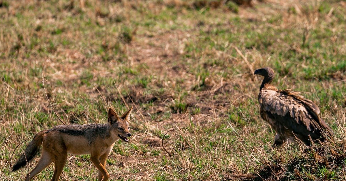 Where to encounter zombies? - Young Fox and Vulture on Grass