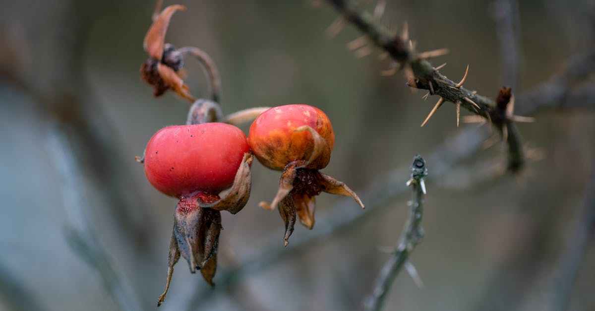 Where to find rotten flesh in 7 Days to Die Alpha 18? - Close-Up Photo of Rotten Rose Hips Where to find rotten flesh in 7 Days to Die Alpha 18? - Close-Up Photo of Rotten Rose Hips