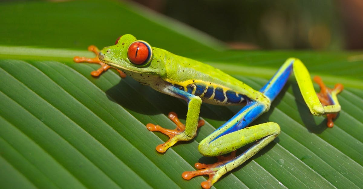 Where to get the frog miniatures? - Green Blue Yellow and Orange Frog on Green Leaf Where to get the frog miniatures? - Green Blue Yellow and Orange Frog on Green Leaf