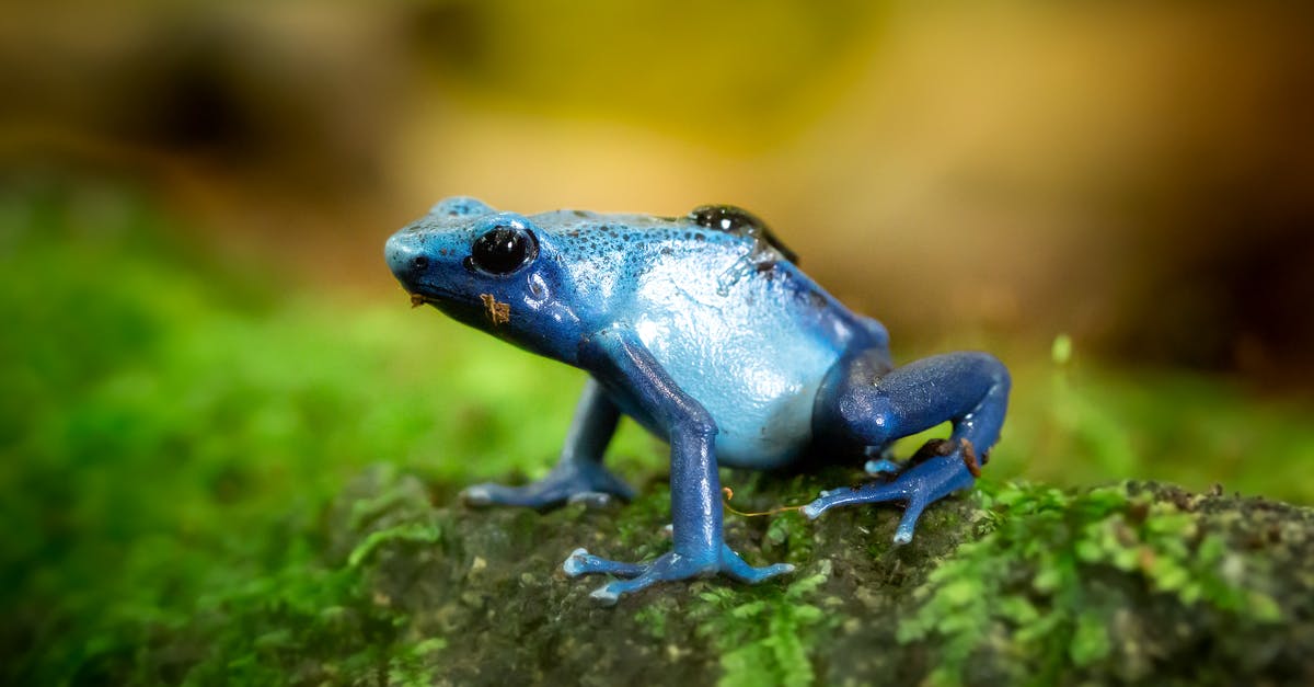 Where to get the frog miniatures? - Closeup Photo of Blue Frog on Green Surface Where to get the frog miniatures? - Closeup Photo of Blue Frog on Green Surface
