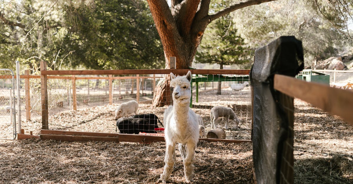 Where to hunt for pigs in Far Cry 3? - Free stock photo of agriculture, animal, barn