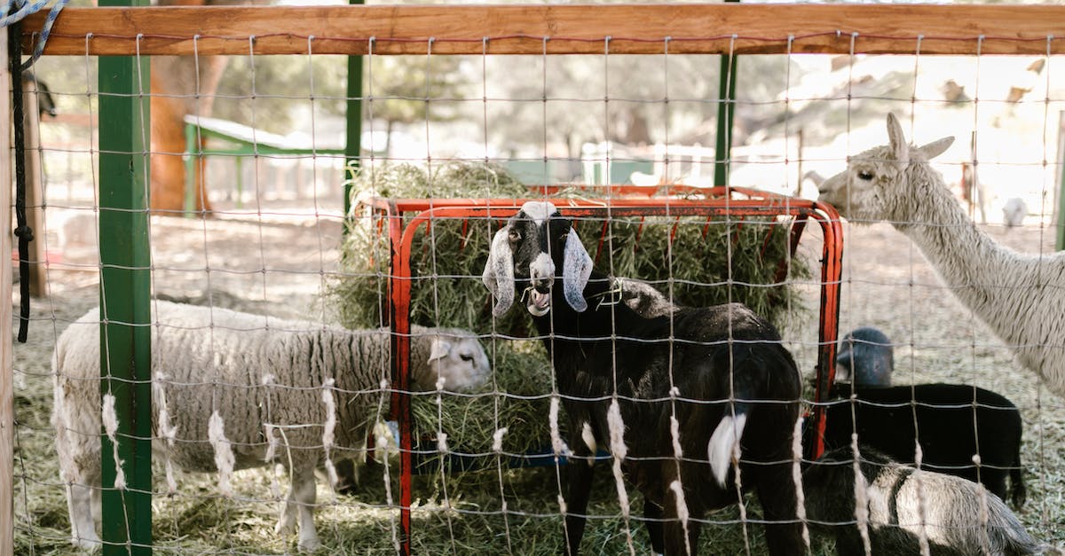 Where to hunt for pigs in Far Cry 3? - Free stock photo of agriculture, animal, baby sheep