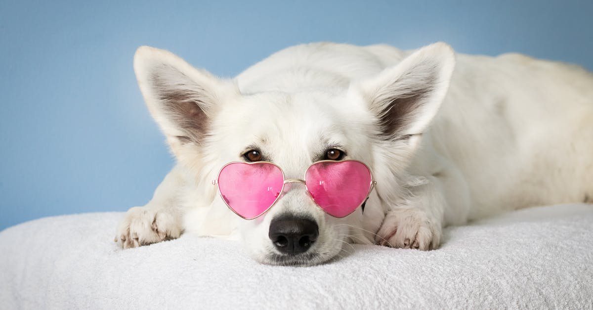 Which are the best companion gifts? - Medium Short-coated White Dog on White Textile Which are the best companion gifts? - Medium Short-coated White Dog on White Textile