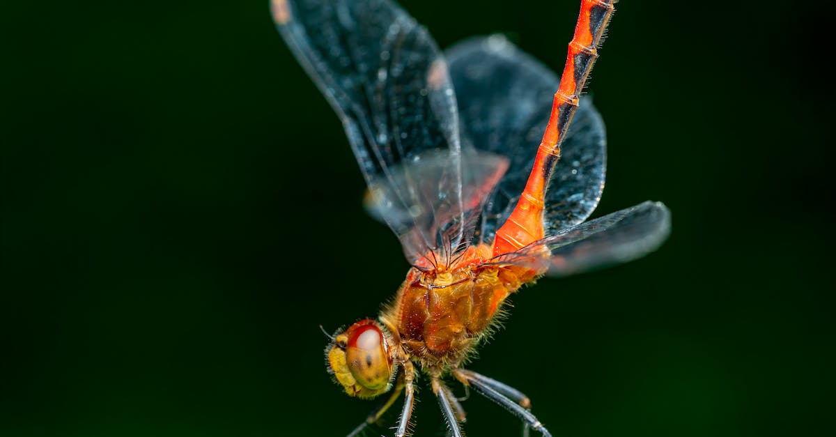 Which blade oil should I use against the Wild Hunt? - Closeup of orange dragonfly with vibrant abdomen sitting on tiny blade of green grass