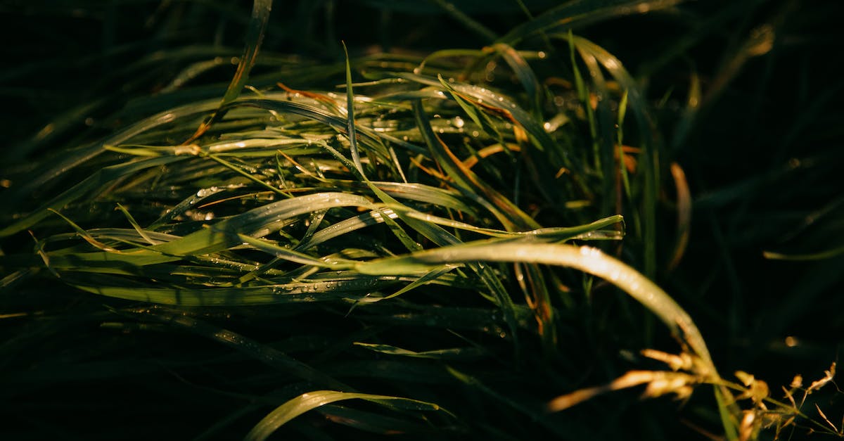 Which blade oil should I use against the Wild Hunt? - Wet green grass blades covered with drops of dew growing in dark forest under bright sunlight during summer time in nature