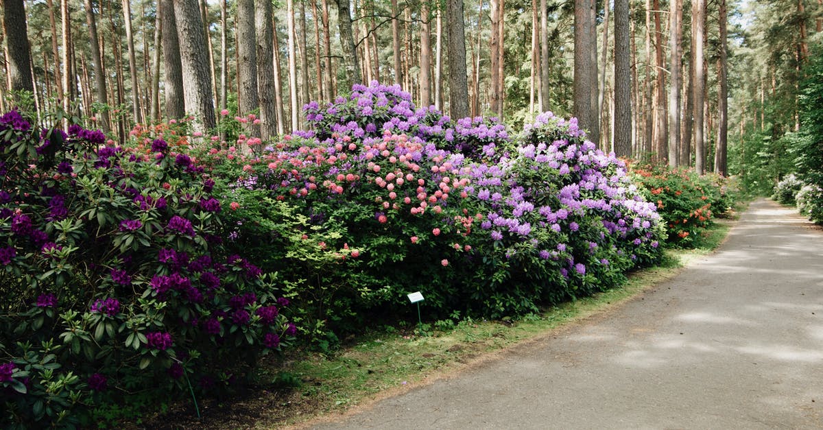 Which champion performs better in the early season 7 meta? - Walking pathway going through beautiful multicolored rhododendron bushes blooming in park in early spring