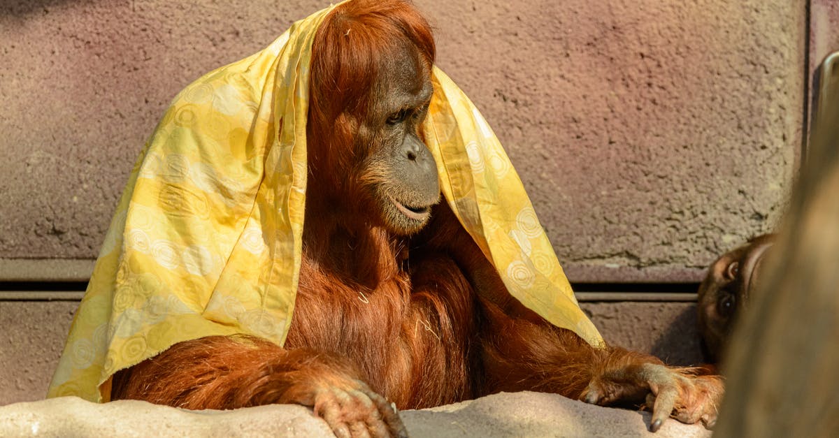 Which Charizard Mega Evolution is better for sweeping? [closed] - A Brown Ape at the Zoo